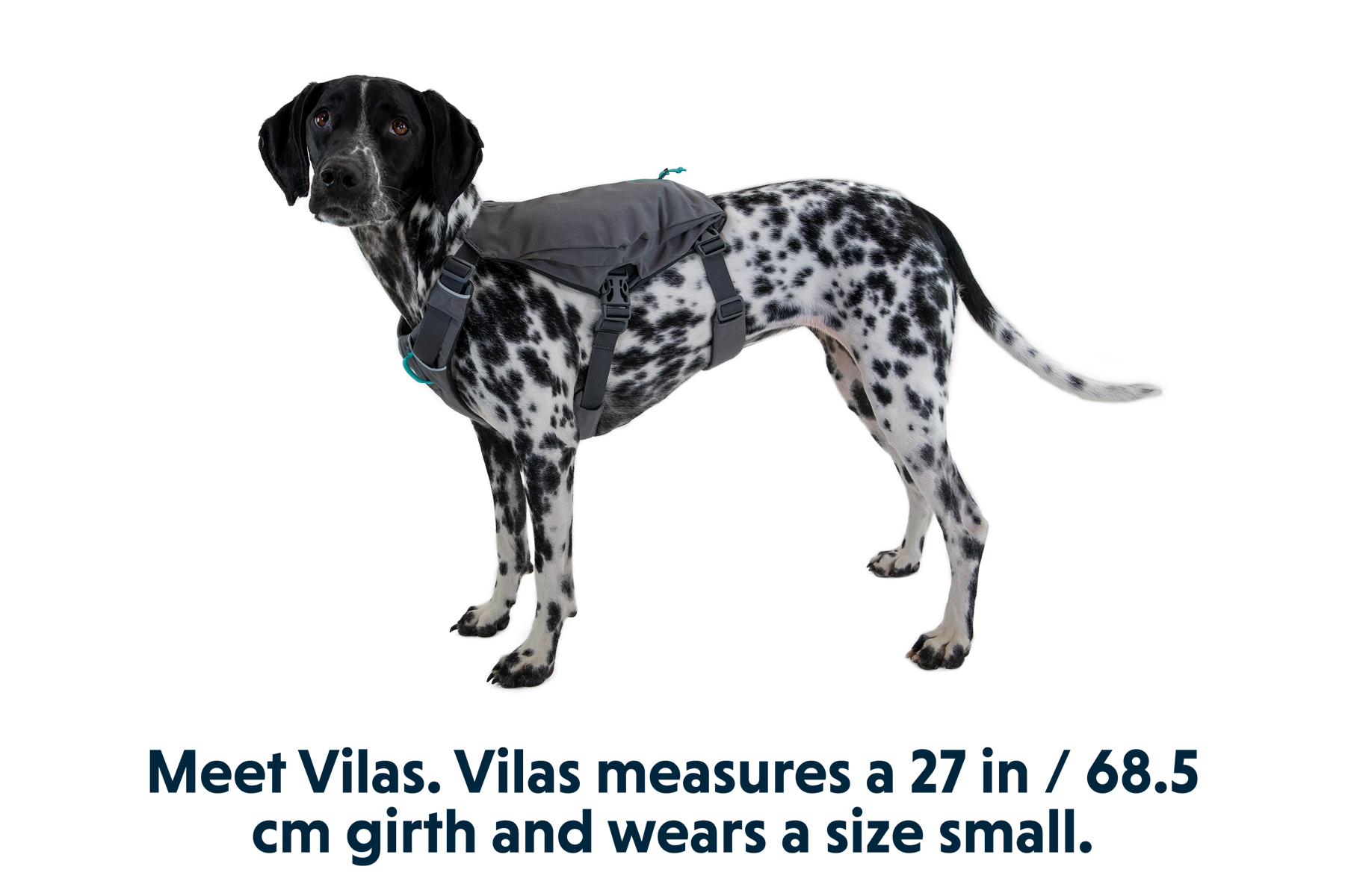3035_Switchbak-Harness_Granite-Gray_VILAS_Small_a1e4c99c-08f2-43ee-a010-a7609372c772.png